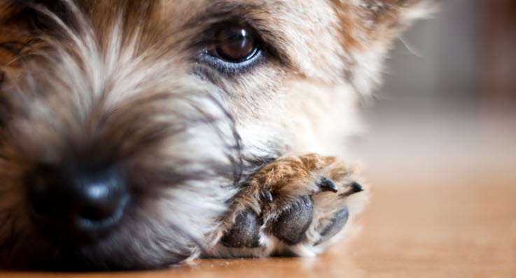 Mag- och tarmsjukdomar hos hund - Agria Djurförsäkring
