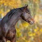 Häst i hage kan lätt skada sig och få sår.
