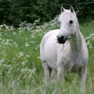 Häst på kraftigt grönbete kan drabbas av fång.