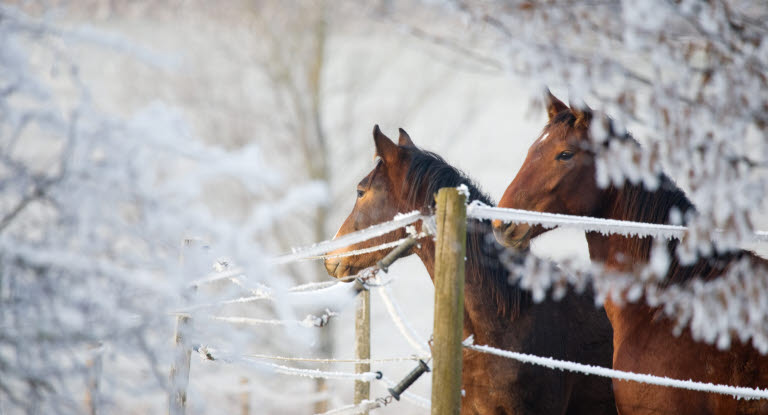 Hästar i vinterhage.
