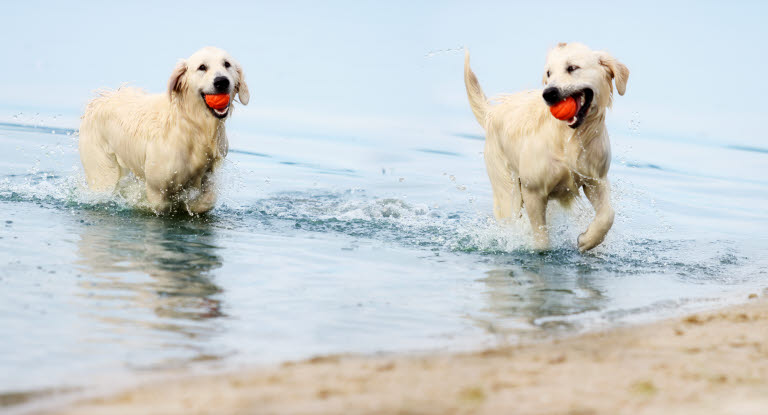 Hundar som tycker om att bada mycket drabbas oftare av fukteksem/hot spots.
