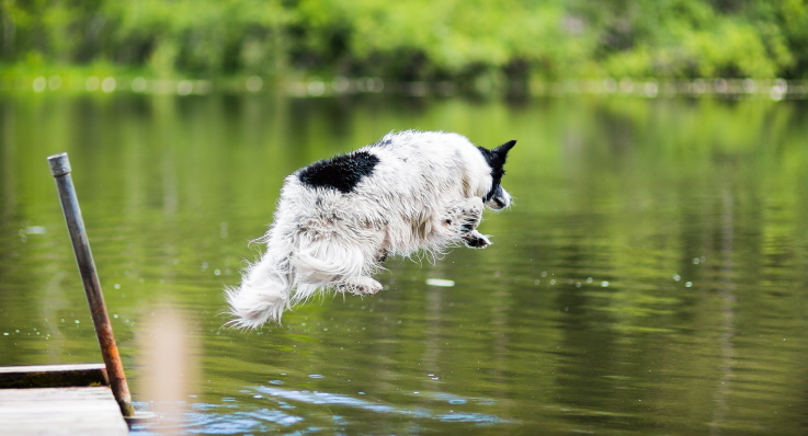 Border collie hoppar i skogssjö