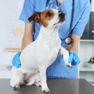 Undersökning av halt hund