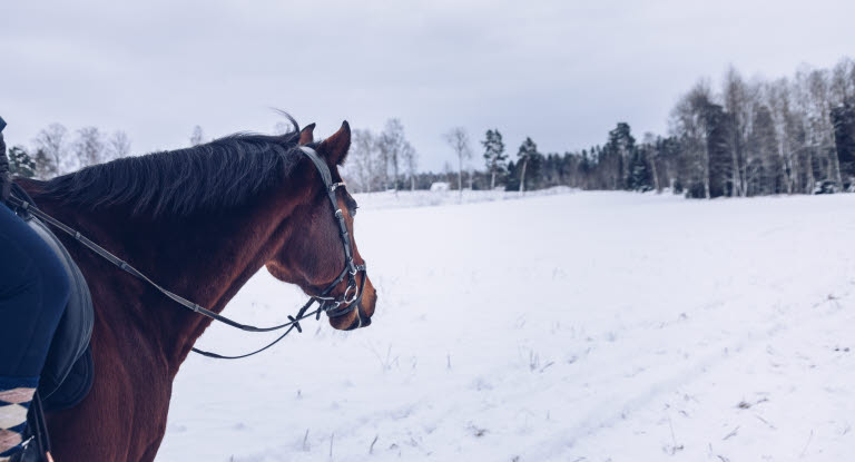 Skritta hästen frisk och hållbar i vinterkylan.