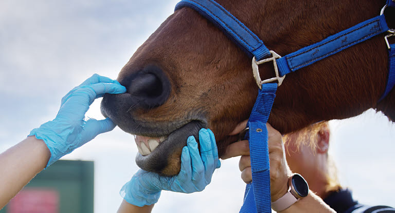 Veterinär tittar på en hästs framtänder.