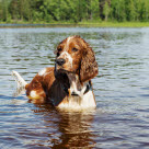 Hund som dricker algblommande vatten kan bli förgiftad.