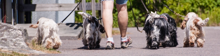 Många hundar på koppelpromenad.