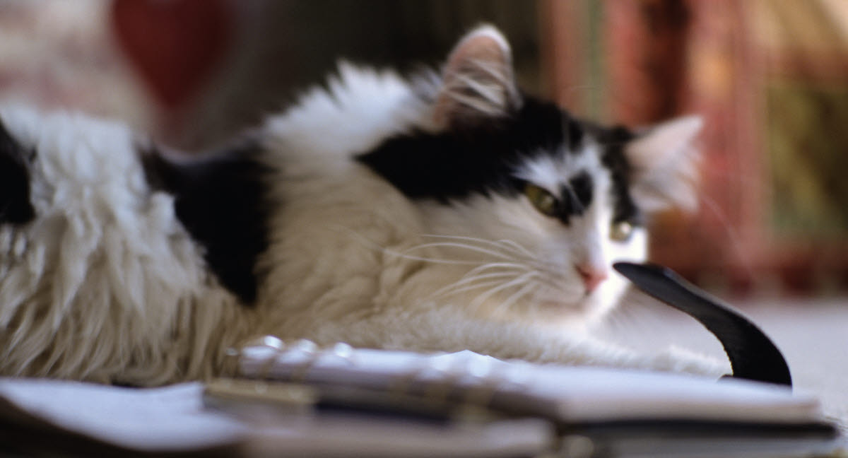 hur gammal blir en katt hur gammal blir en katt