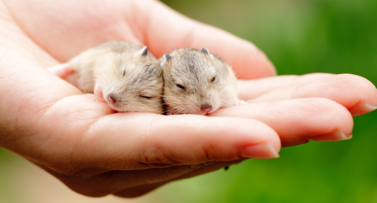 Två hamsterungar hålls i en hand.