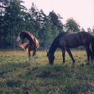 Två hästar på bete i sommarhage.