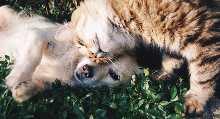 Hund och katt som gosar i gräset.