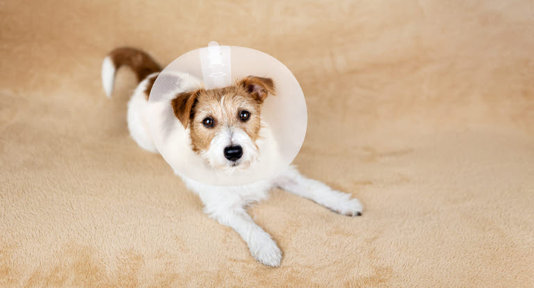 Nykastrerad hund