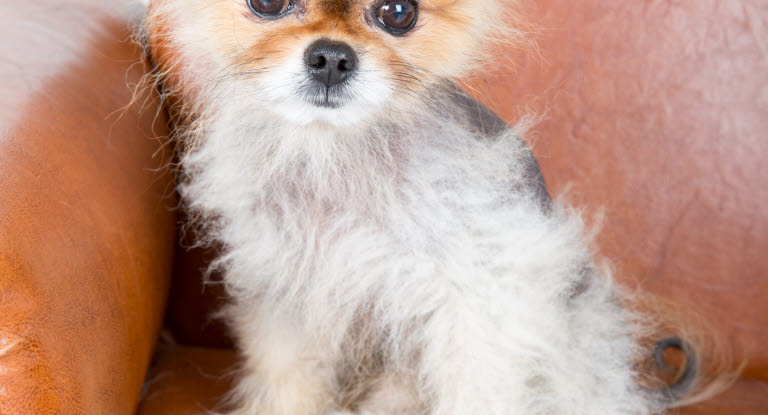Pomeranian som drabbats av alopeci.