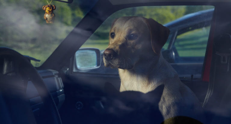 Lämna aldrig hunden i bilen en varm dag.