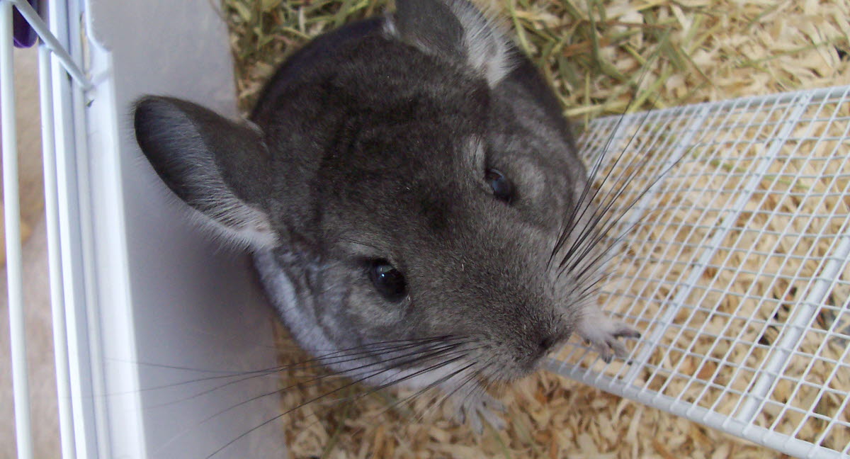 Skötselråd för chinchilla Agria Djurförsäkring