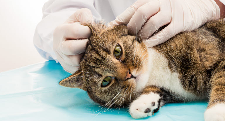 Katt blir undersökt i öronen av veterinären.