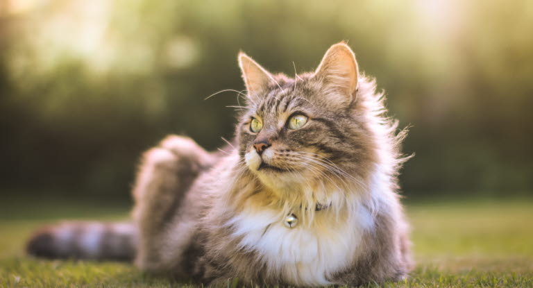 Utekatter kan få mask och behöva avmaskas.