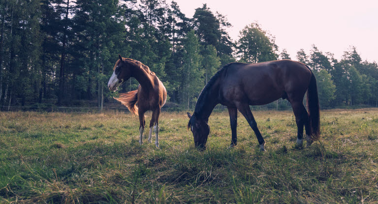 Två hästar på bete i sommarhage.