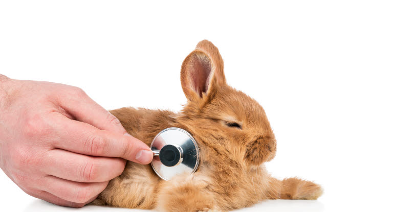 Kanin blir undersökt av veterinär, vilka skador är vanliga hos våra smådjur?
