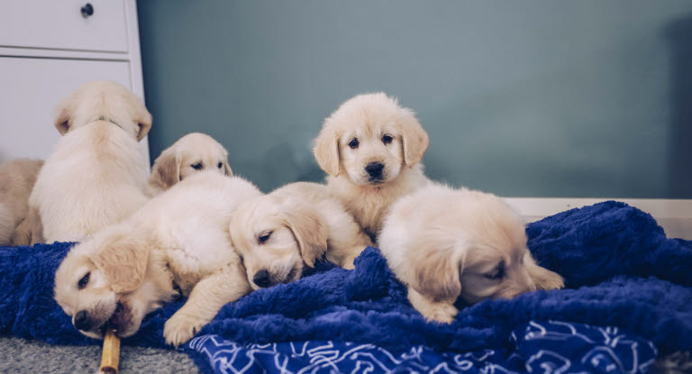Kull med golden retrievervalpar