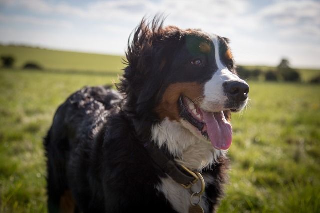 Berner sennenhund på grön äng.