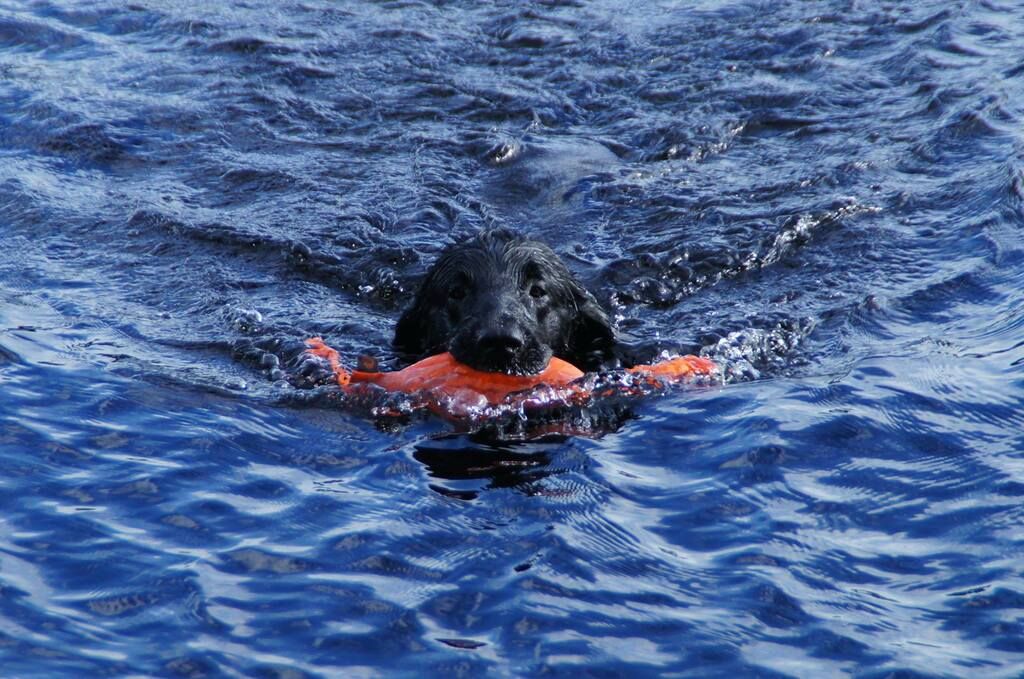 Flatcoated retriever apporterar i vatten.