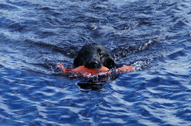 Flatcoated retriever apporterar i vatten.