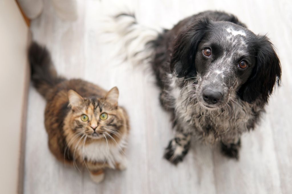 Hund och katt sitter och tittar in i kameran
