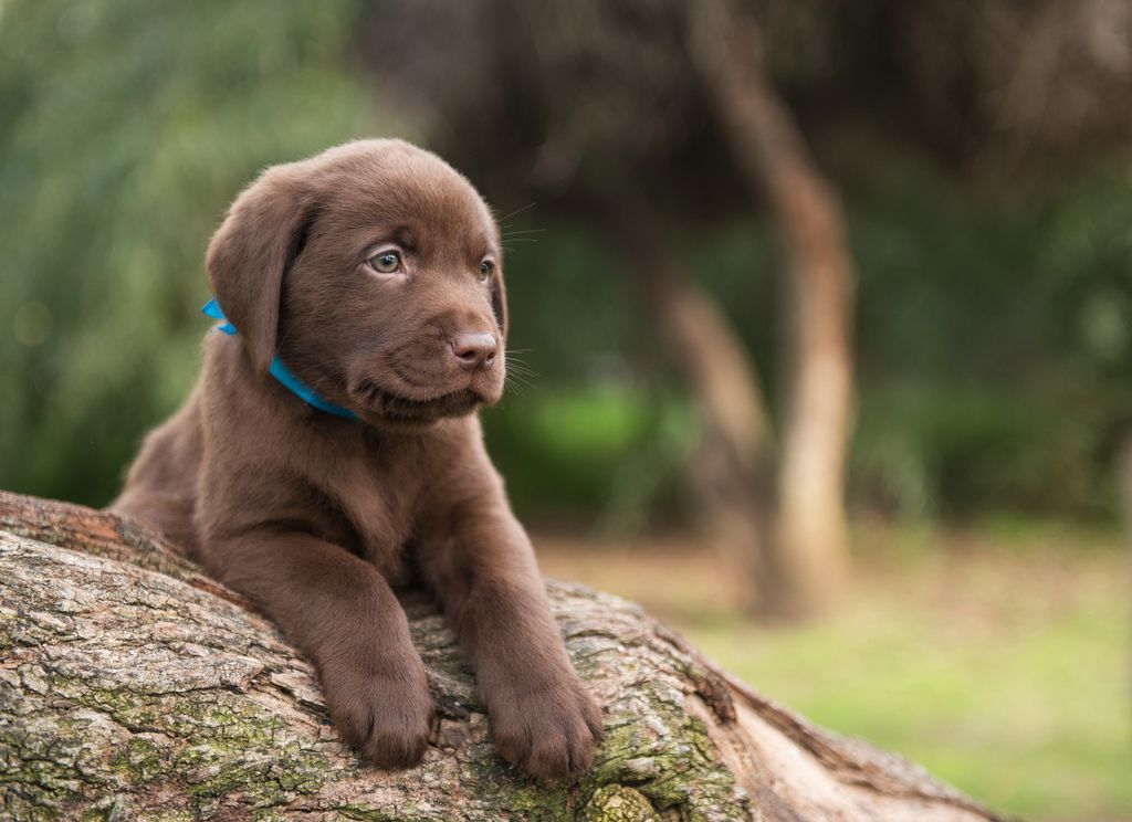 Labrador retriever