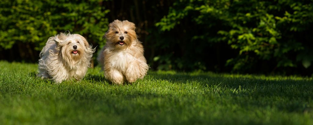 Bichon Havanais vanliga (och mindre vanliga) sjukdomar och skador 