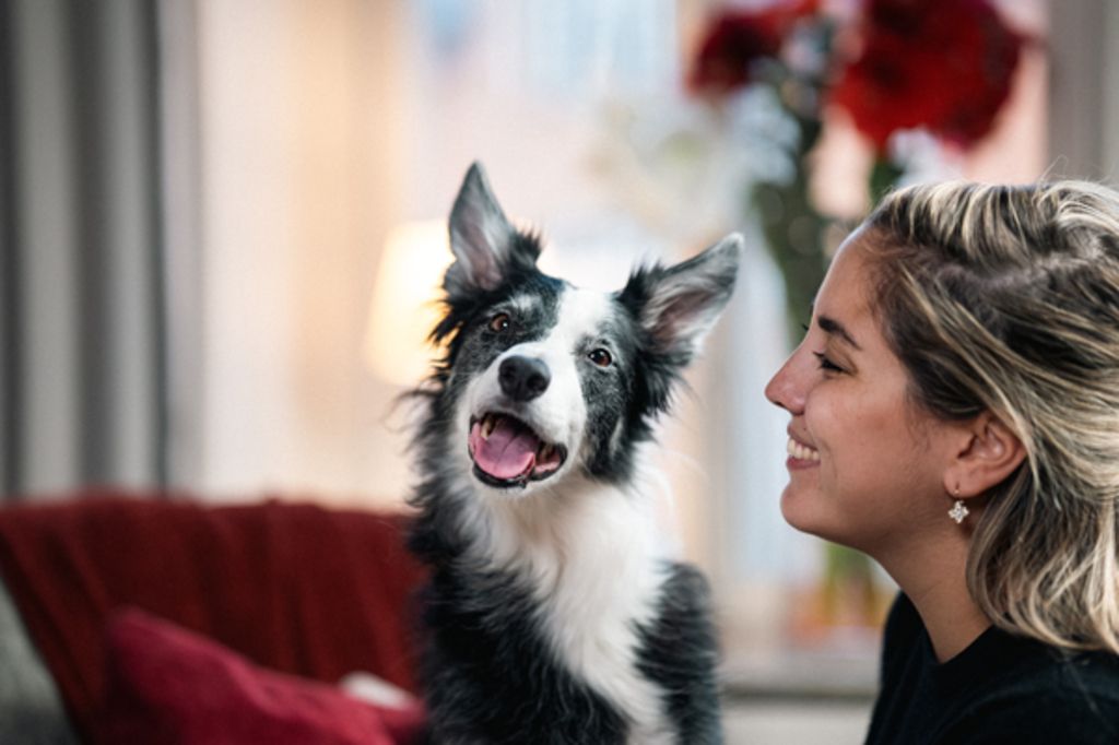 Hund och människa 