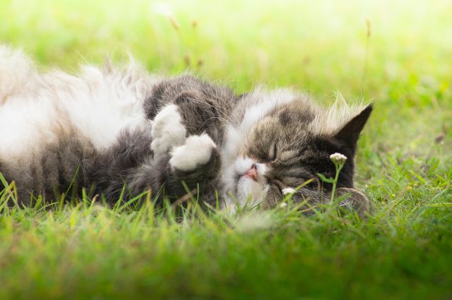 En katt ligger och vilar i gräset