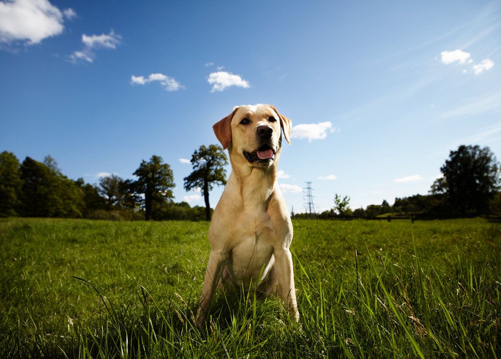 Labrador som sitter på grön äng. 