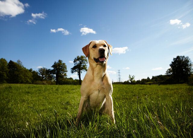 Labrador som sitter på grön äng. 