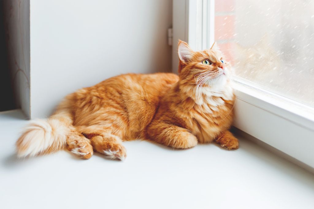 Katter kommunicerar med en kombination av kroppsspråk, ljud och doftmarkeringar för att uttrycka sig.