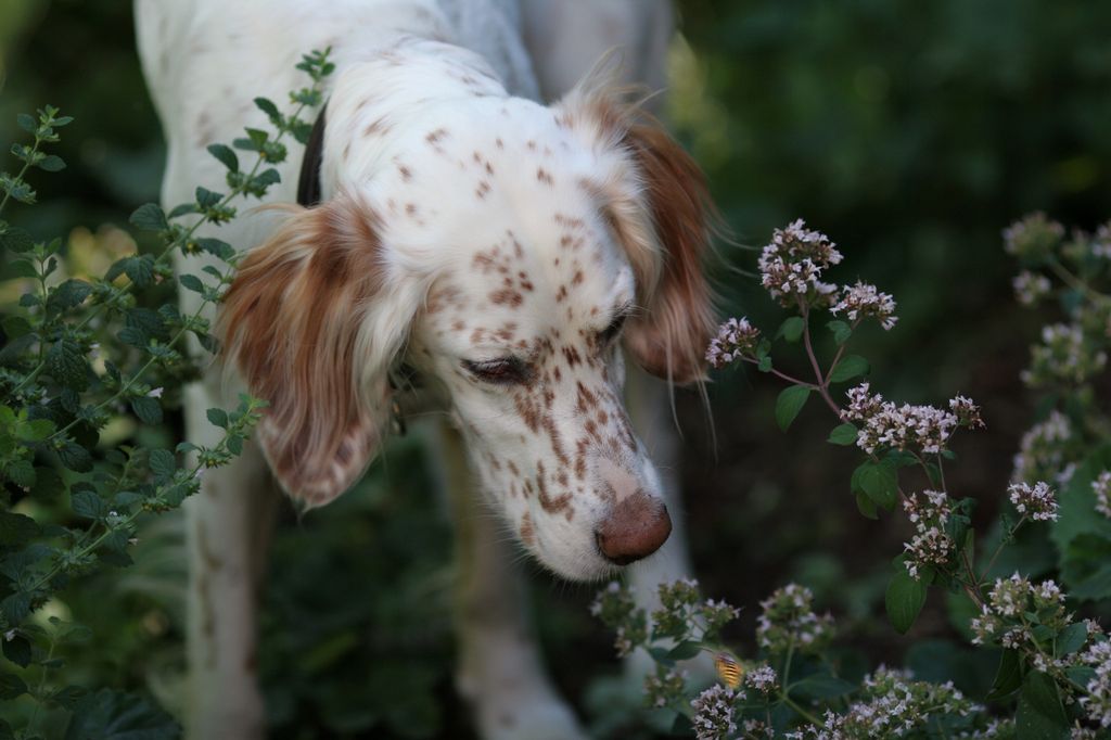 Hund stucken av geting.