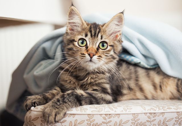 Katter kan bli förgiftade av lök och vitlök..