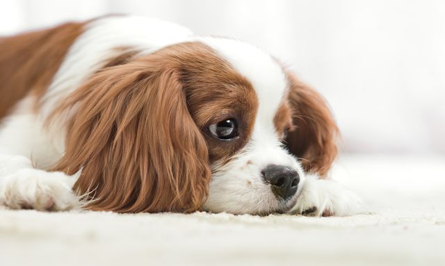 Närbild på cavalier king charles spaniel