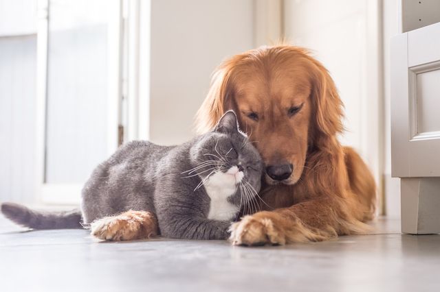 Hund och katt tillsammans