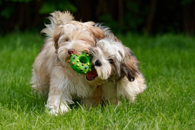 Två bichon havanaisvalpar leker med en boll.