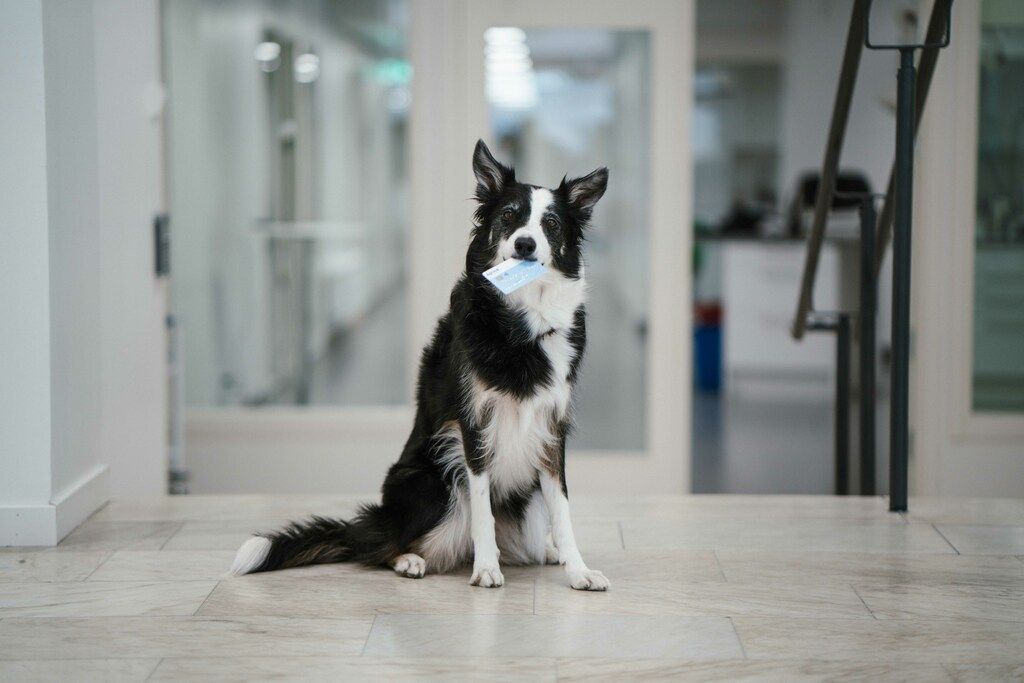 Border collie med Agriakortet i munnen