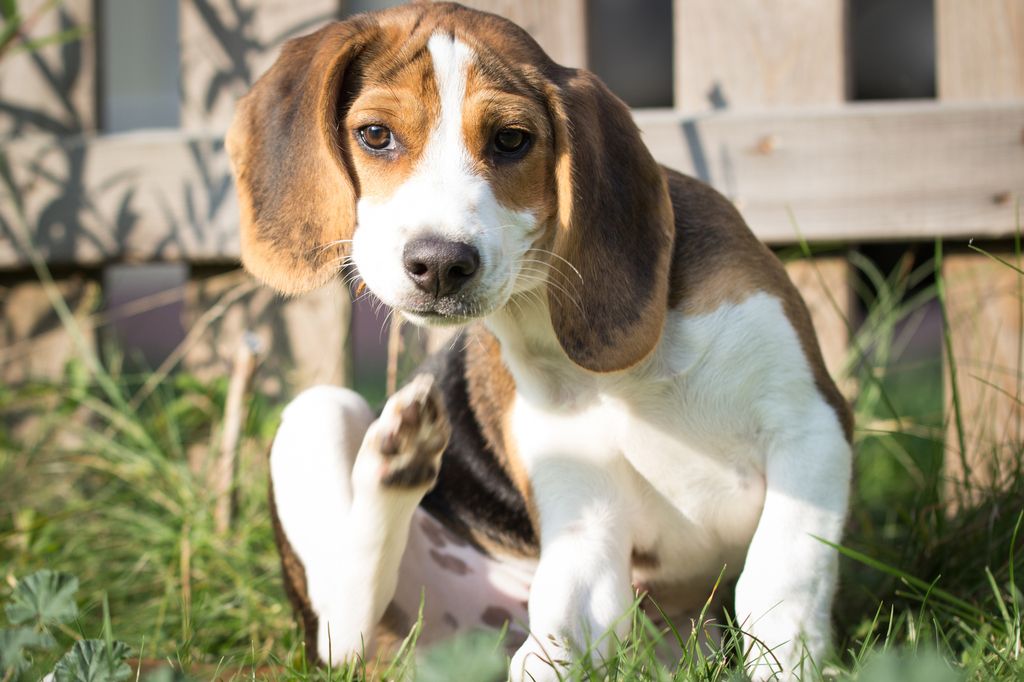 Öronskabb hos hund kan orsaka klåda i öronen