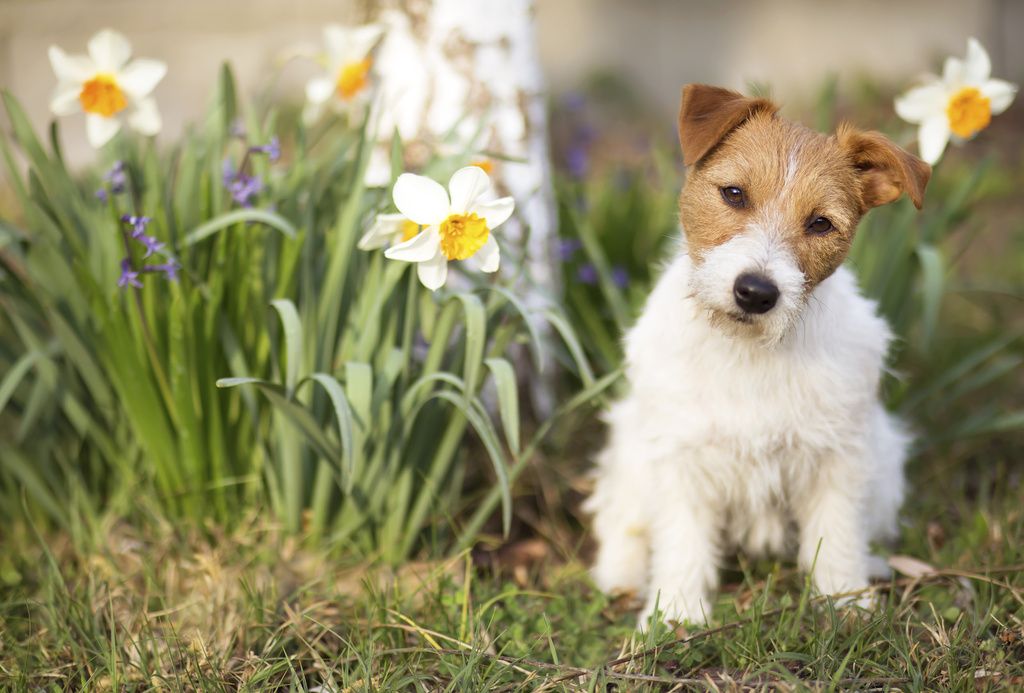 Jack russell terriervalp sitter på en blomsteräng.