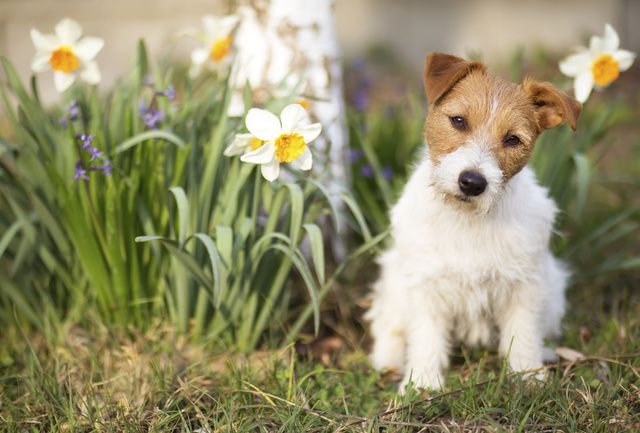 Jack russell terriervalp sitter på en blomsteräng.