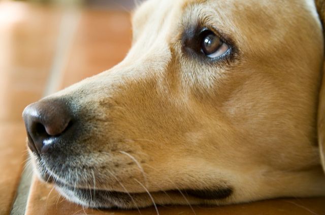 Magomvridning på hund drabbar ofta stora raser