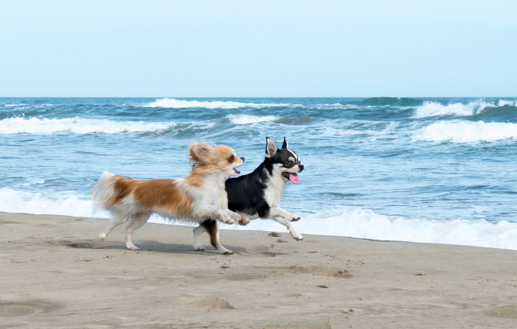 En långhårig och en korthårig chihuahua springer på stranden.