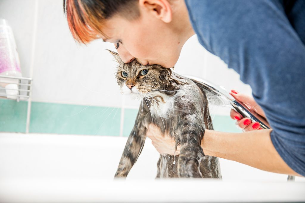 Pälsen avgör om katten ska badas