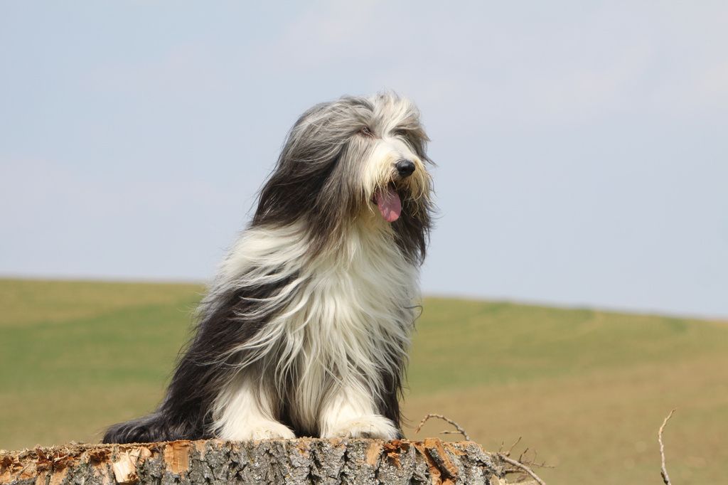 Bearded collie sitter utomhus på en stubbe