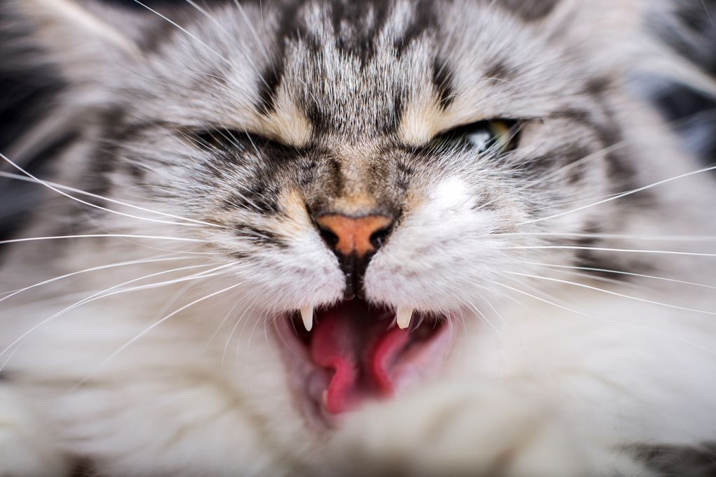En arg katt kan leda till kattslagsmål 