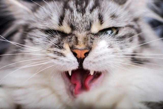 En arg katt kan leda till kattslagsmål 